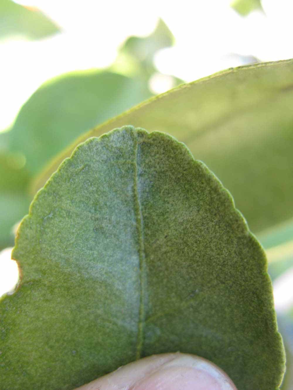              Margin (Winter Haven, FL)       